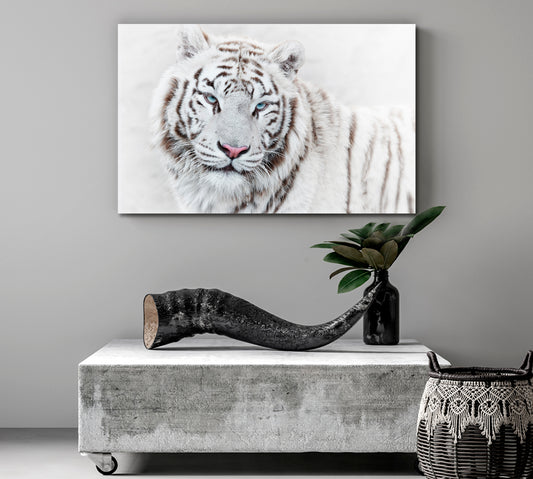 Beautiful Mighty White Tiger Animals Canvas Print Artesty