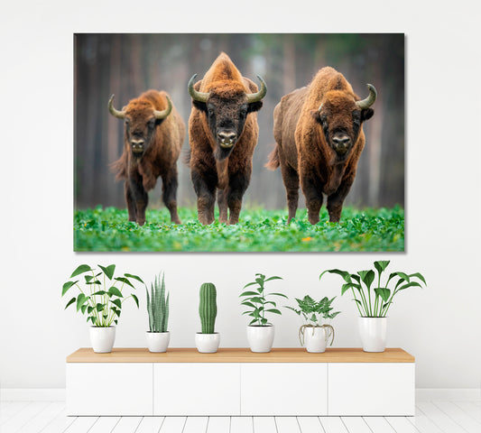 Cow Wild Bison In The Nature Animals Canvas Print Artesty