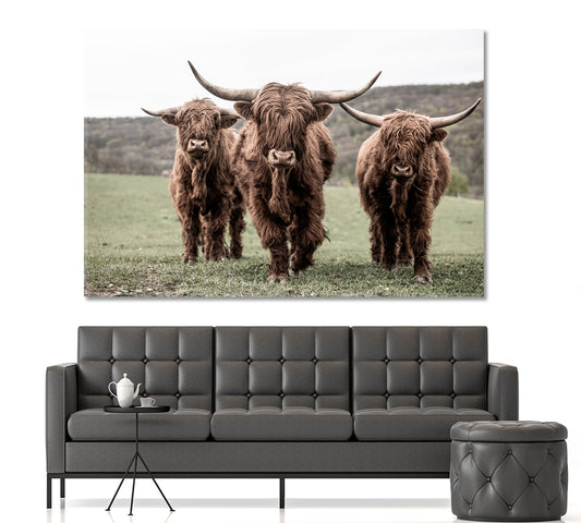 Three Scottish Highlander On A Meadow Animals Canvas Print Artesty