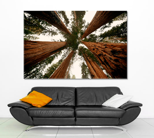 TREES Sequoia and Kings National Park Nature Scenery Nature Wall Canvas Print Artesty