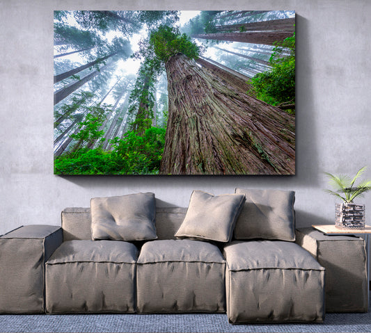 Huge Sequoias Trees Redwood National Park California Poster Famous Landmarks Artwork Print Artesty 1 panel 24" x 16"