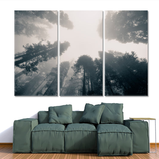 TREES Giant Tree Fog Sequoia National Park Misty Forest Nature Wall Canvas Print Artesty 3 panels 36" x 24"