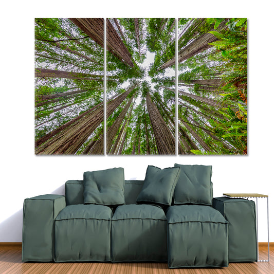 LARGE TREES Lady Bird Johnson Grove Trail Redwoods National Park Nature Wall Canvas Print Artesty 3 panels 36" x 24"