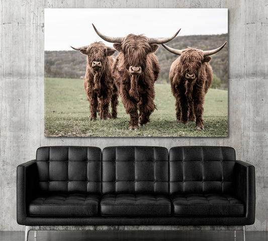 Three Scottish Highlander On A Meadow Animals Canvas Print Artesty 1 panel 24" x 16" 