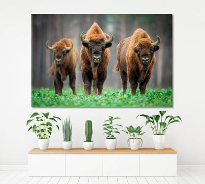 Cow Wild Bison In The Nature Animals Canvas Print Artesty   