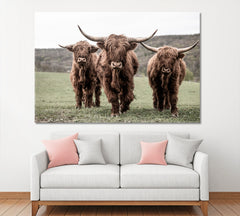 Three Scottish Highlander On A Meadow Animals Canvas Print Artesty   