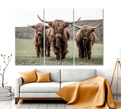 Three Scottish Highlander On A Meadow Animals Canvas Print Artesty   