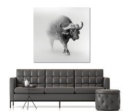 WILDLIFE African Buffalo In The Mist Animals Canvas Print Artesty 1 Panel 12"x12" 
