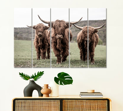 Three Scottish Highlander On A Meadow Animals Canvas Print Artesty   