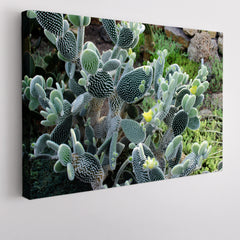 CACTI Flowering Cactus Floral & Botanical Split Art Artesty 1 panel 24" x 16" 