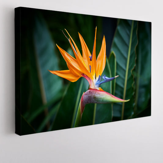 Beautiful Bird of Paradise Flower Art Floral & Botanical Split Art Artesty 1 panel 24" x 16" 