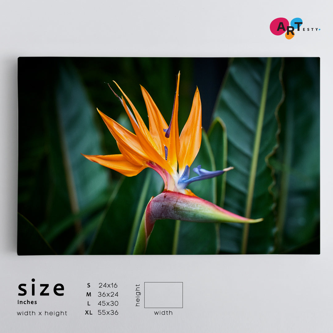 Beautiful Bird of Paradise Flower Art Floral & Botanical Split Art Artesty   