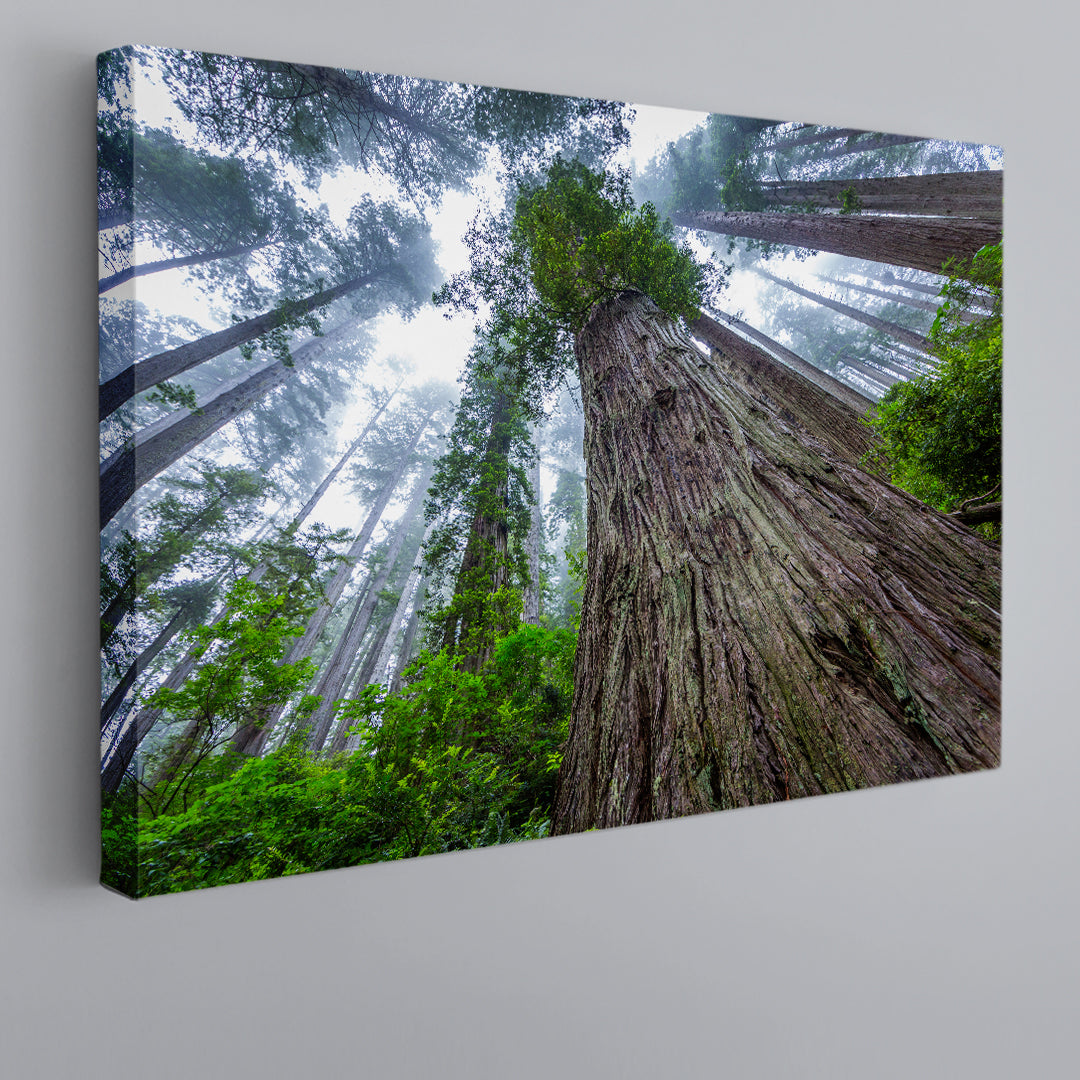 Huge Sequoias Trees Redwood National Park California Poster Famous Landmarks Artwork Print Artesty   