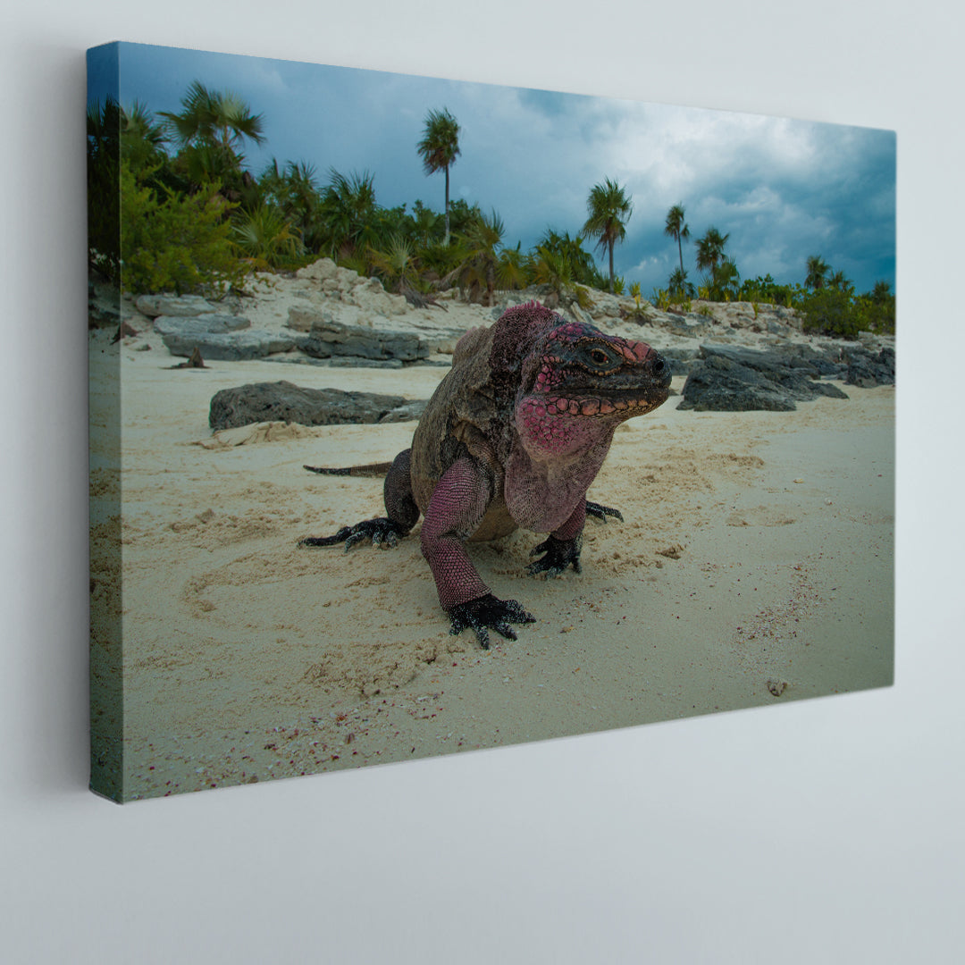 Wild Iguanas Bahamas Beach Poster Traveling Around Ink Canvas Print Artesty 1 panel 24" x 16" 