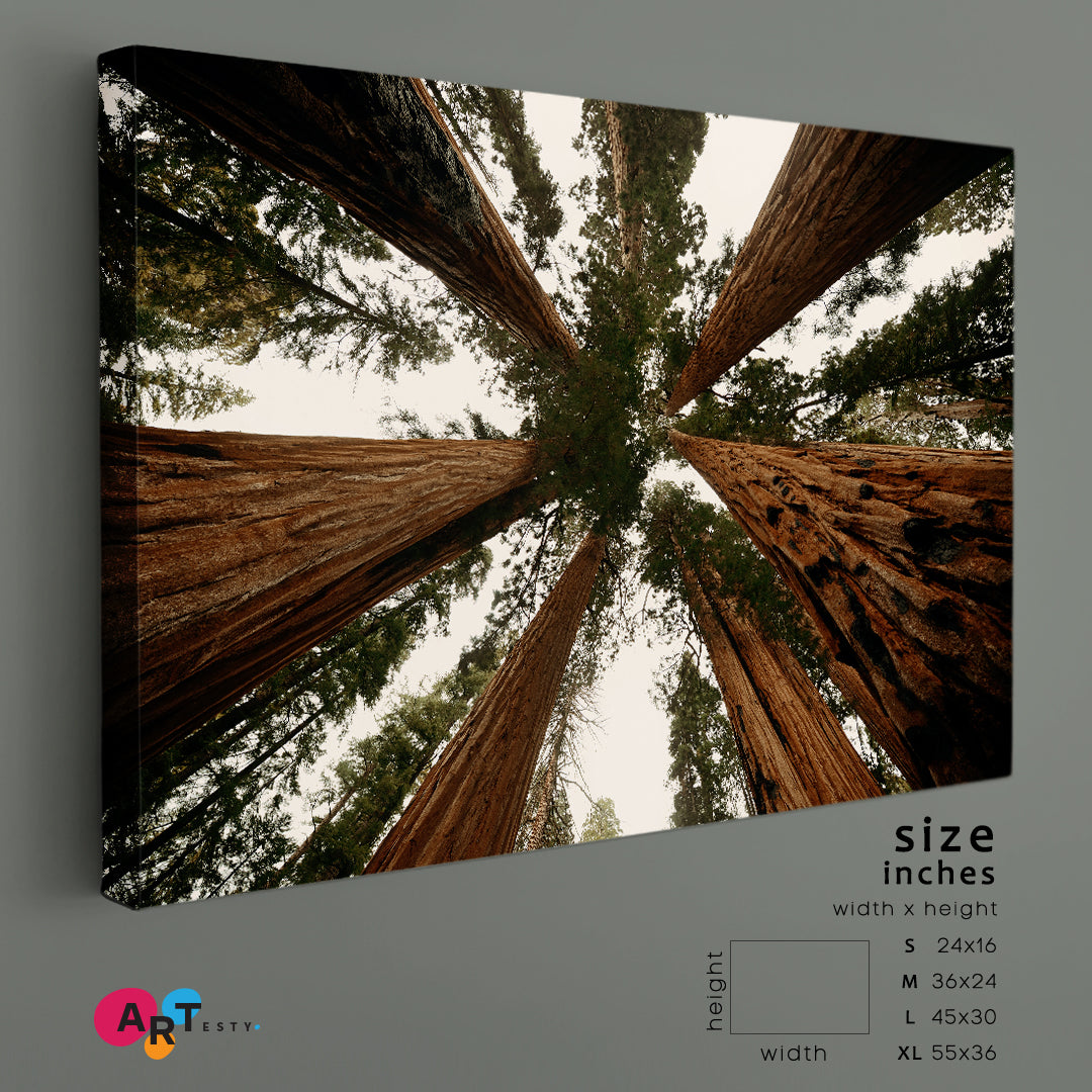 TREES Sequoia and Kings National Park Nature Scenery Nature Wall Canvas Print Artesty   