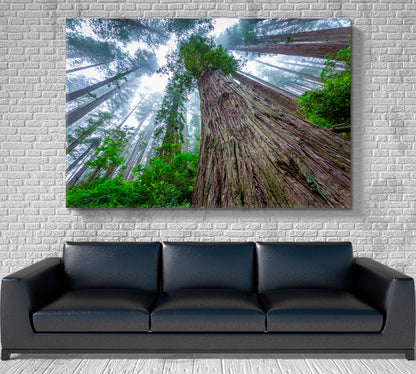 Huge Sequoias Trees Redwood National Park California Poster Famous Landmarks Artwork Print Artesty   