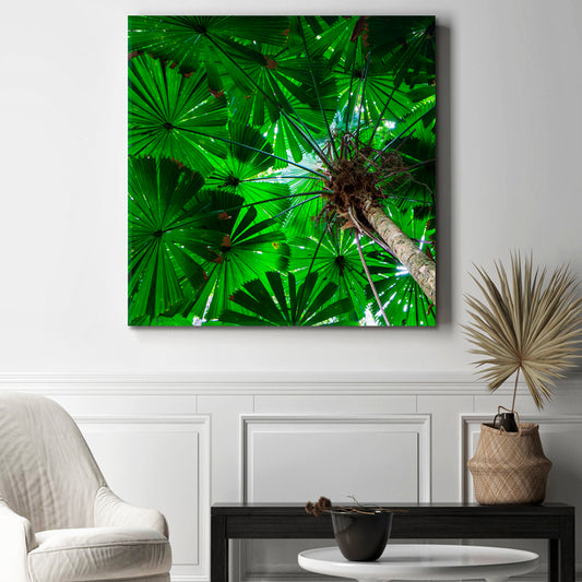 UNUSUAL PALM TREES Australia Rainforest Tropical, Exotic Art Print Artesty 1 Panel 12"x12" 