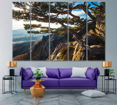 Breathtaking Beautiful Mountains Sunset Big Pine Tree on the Rock Nature Wall Canvas Print Artesty   